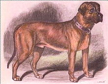 Lukey's Governor, born 1861, a six generation ancestor of Ch. Crown Prince Lukey's Governor (Mastiff).jpg