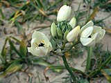 Ornithogalum arabicum, Costa de la Luz