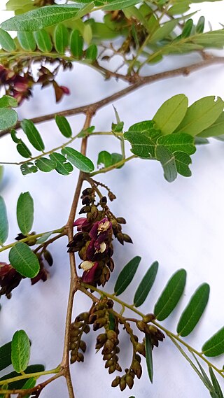 <i>Machaerium scleroxylon</i> Species of plant