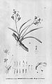 Rodriguezia sticta (as syn. Rodriguezia maculata) plate 31, fig II and III in: Alfred Cogniaux: Flora Brasiliensis vol. 3 pt. 6 (1904-1906)