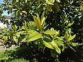 Magnolia grandiflora Magnolio