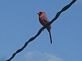 Male Cardinal in Illinois, the same one in the picture with a male and female cardinal.