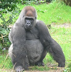 Lygumų gorila, patinas (Gorilla gorilla)
