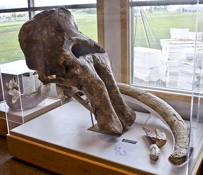 File:Mammoth skull tusks molars - Lindsay Montana - Museum of the Rockies - 2013-07-08.jpg