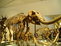 List Of U.s. State Fossils: Wikimedia list article