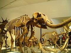 Mammut americanum ROM - Amerykański Mastodon.jpg