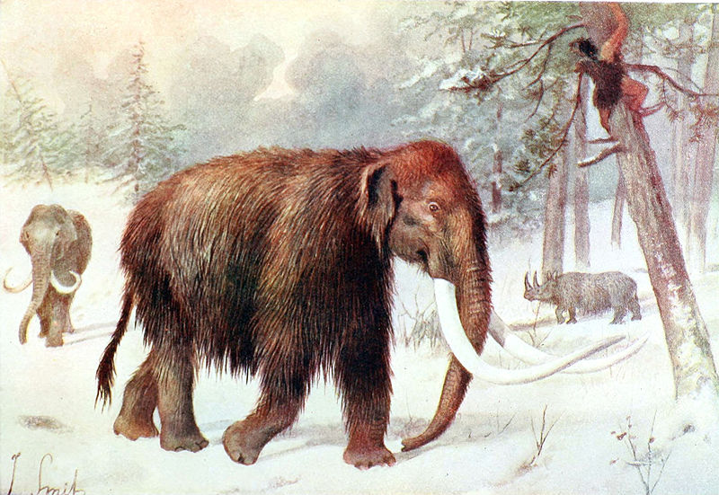 File:Mammuthus by J. Smit.jpg