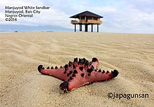 Manjuyod White Sandbar in Manjuyod, Negros Oriental Manjuyod White Sandbar - Flickr.jpg