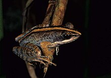 Mantidactylus femoralis.jpg