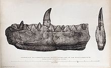 Mary Bucklands publizierte Zeichnung des Lectotypus von Megalosaurus bucklandii