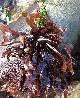 <i>Mastocarpus papillatus</i> Species of red algae