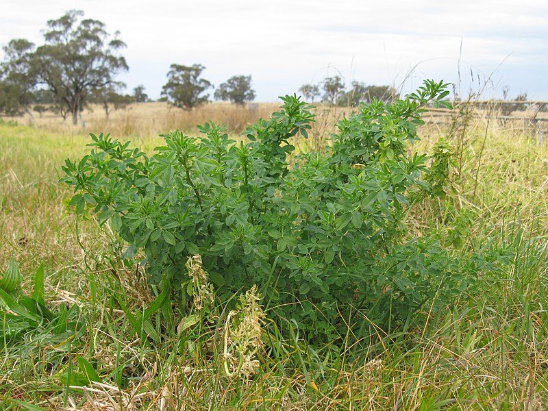 File:Medicago sativa plant5 (14508335610) (cropped).jpg