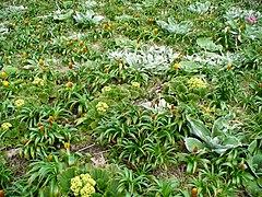 Azorella polaris