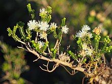 Melaleuca araucarioides (foliage and flowers).JPG