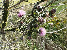 Melaleuca orbicularis barglari, gullari va mevalari.jpg