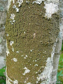 <i>Melanohalea</i> Genus of lichen