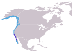 Mirounga angustirostris distribution.png