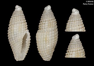 <i>Mitromorpha kilburni</i> Species of gastropod
