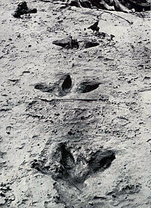 Footprints of a large moa found in 1911 Moa footprints.jpg
