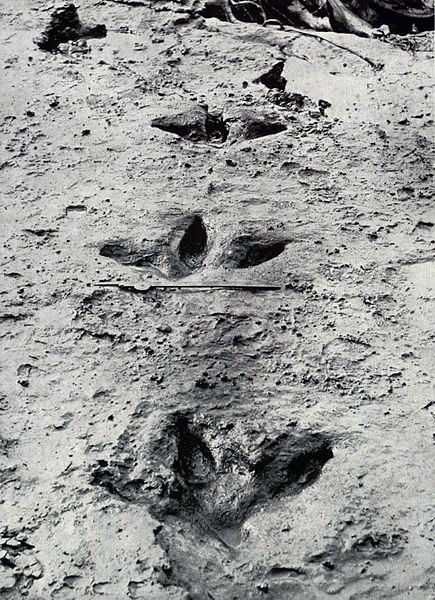 File:Moa footprints.jpg