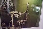 Különböző moafélék csontvázai a Canterbury Museumban