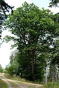 Natural monument near the three oaks