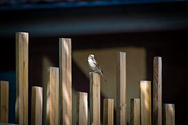 Moineau domestique (Passer domesticus)