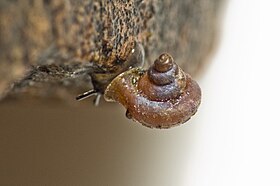 Mollusca Gastropoda Gyliotrachela australis Trumpet Snail.jpg