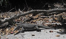 Monitor lizard - Pulau Sapi - Sabah - Borneo - Malaysia - panoramio.jpg