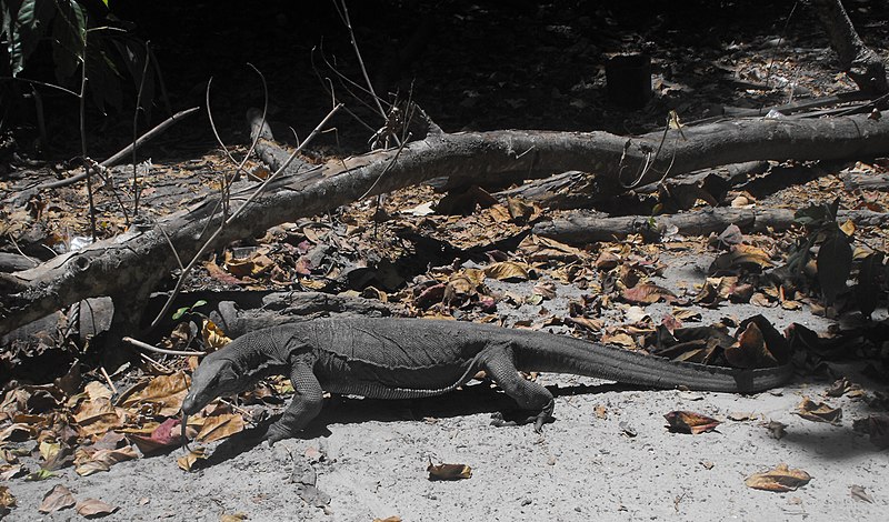 File:Monitor lizard - Pulau Sapi - Sabah - Borneo - Malaysia - panoramio.jpg