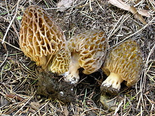 <i>Morchella snyderi</i> Species of fungus
