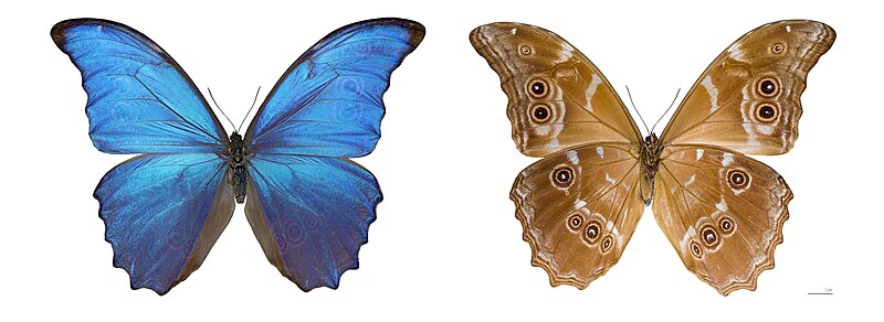 پرونده:Morpho didius Male MHNT.jpg