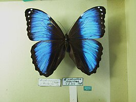 Morpho papirius