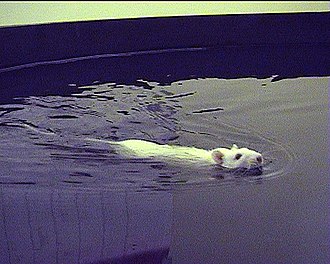 A rat undergoing a Morris water navigation test used in behavioral neuroscience to study the role of the hippocampus in spatial learning and memory. MorrisWaterMaze.jpg