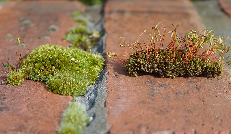 File:Moss on a wall, Crosby.jpg