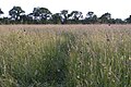 Long grassy meadow