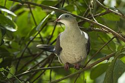 Mountain Imperial Pigeon - Krung Ching - Thailand S4E4912 (14269742271) (2).jpg