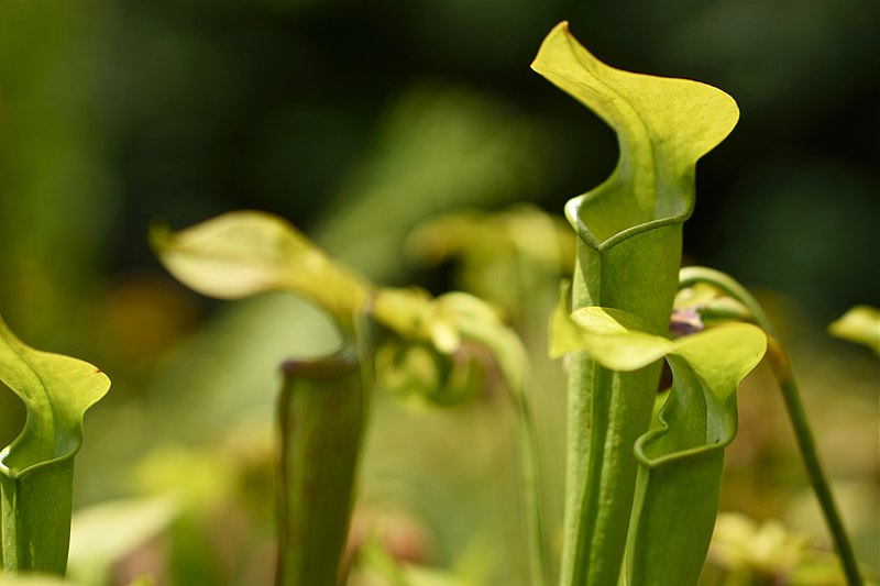 File:Mountain sweet pitcher plant (9663267075).jpg