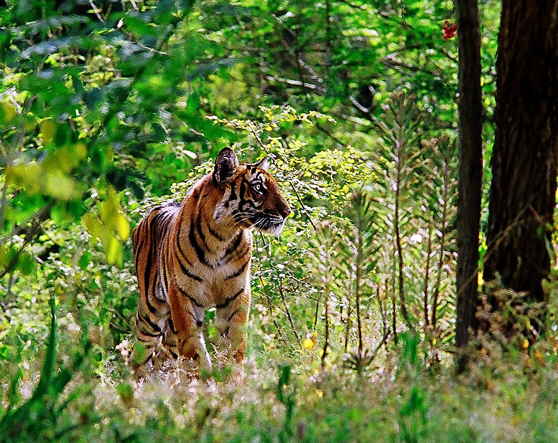 Wildlife of Tamil Nadu