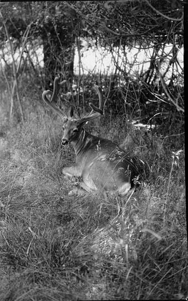 File:Mule Deer, Yosemite, California, July 13, 1928, Joseph Dixon Collection, Print (46ca43b40b614048be82457ae66d4533).jpg