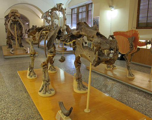 Museo di paleologia, scheletro di hippopotamus antiquus, recuperato presso figline valdarno