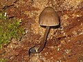 Mycena alcalina