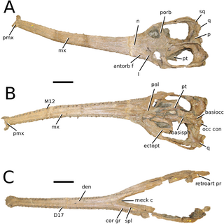 <i>Mycterosuchus</i> Extinct genus of reptiles