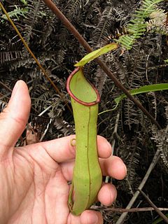 <i>Nepenthes <span style="font-style:normal;">×</span> sharifah-hapsahii</i> Species of carnivorous plant