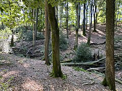 Buchenwald mit Stechpalme oberes Bachtal des Leiversiepens