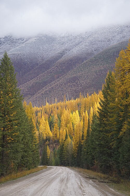 The North Fork Road in Flathead County.