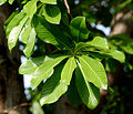 Leaves (Hyderabad, India)