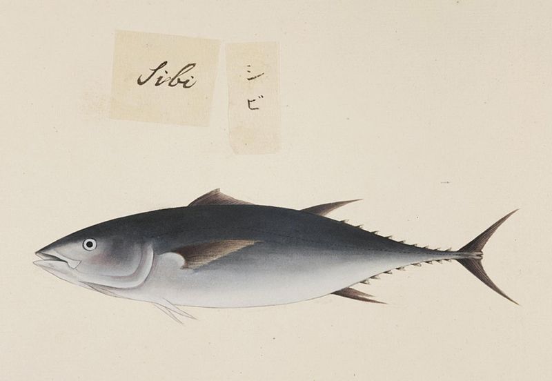 File:Naturalis Biodiversity Center - RMNH.ART.493 - Inaccurate picture of Thunnus obesus - Kawahara Keiga - 1823 - 1829 - Siebold Collection - pencil drawing - water colour.jpeg