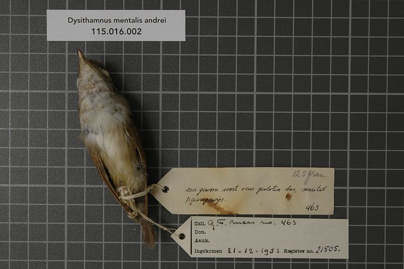 File:Naturalis Biodiversity Center - RMNH.AVES.21505 2 - Dysithamnus mentalis andrei Hellmayr, 1906 - Formicariidae - bird skin specimen.jpeg