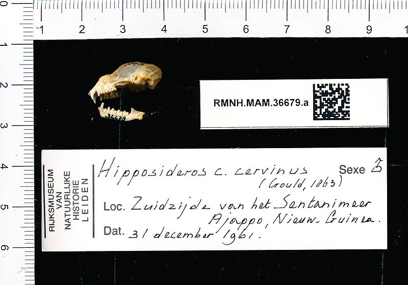 File:Naturalis Biodiversity Center - RMNH.MAM.36679.a lat - Hipposideros cervinus cervinus - skull.jpeg